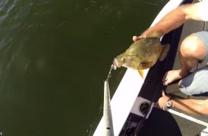 Video: Golden perch deep water release